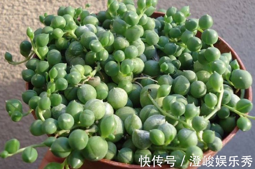 养多肉佛珠秋季满足这4点，叶片圆润，长成“瀑布”，独具魅力