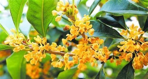 名花|盘点9种名贵花草，每一种都高贵优雅，看看有你喜欢的吗？