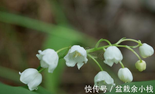看上去很高大上，实际很鸡肋的花草，养过一次就被拉进“黑名单”