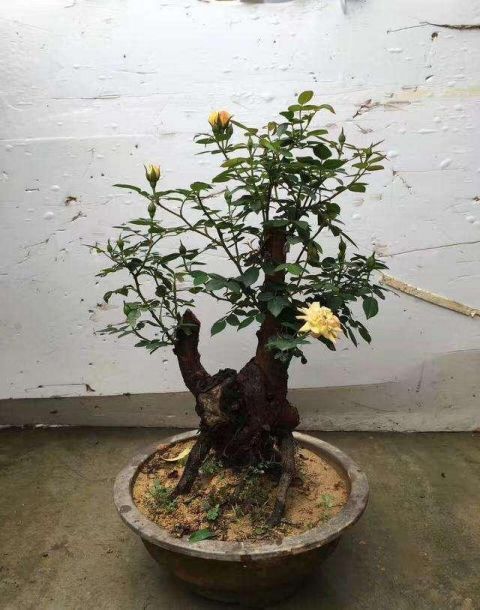 茉莉花|花市碰上这几种“花老桩”,便宜也不能入手,带回家养不活不开花