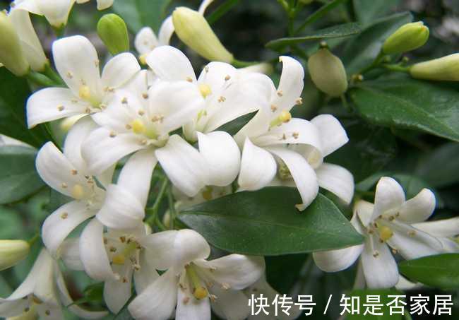 九里香可以扦插繁殖吗?当然可以,而且方法还很简单