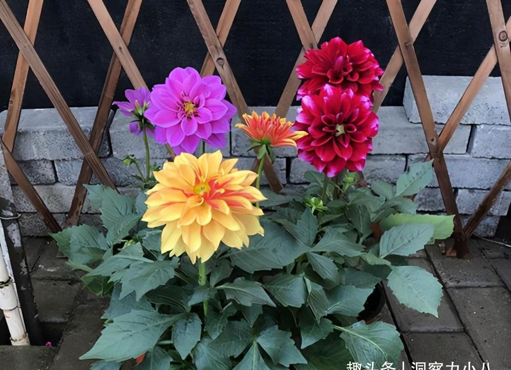 动作|六月养大丽花,勤做“三动作”,枝干粗壮不倒伏,一次绽放上百朵
