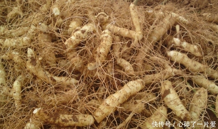 適應性|長相似竹子的野草,花朵像鈴鐺,如今30元一斤!見到請珍惜