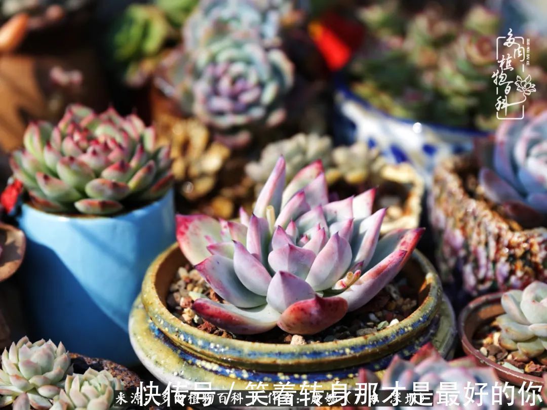 曾经的美肉,谢谢你们都惊艳过时光,谢谢你们都陪过我!