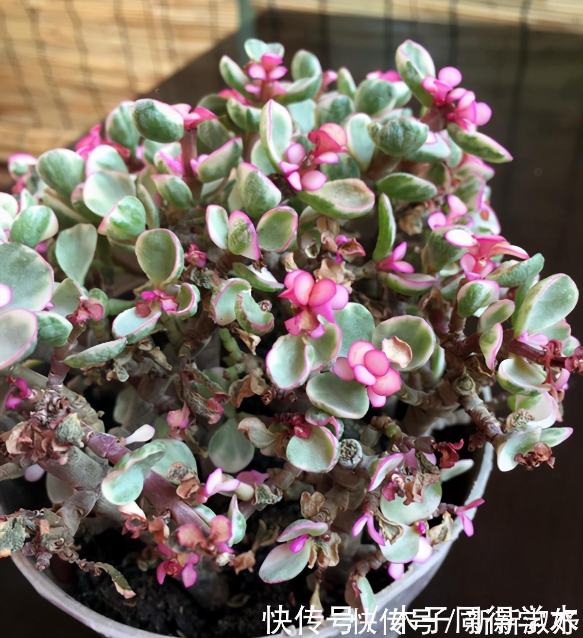 景天科多肉|多肉辨别方法,分辨雅乐之舞、金枝玉叶、雅乐之华,学一学