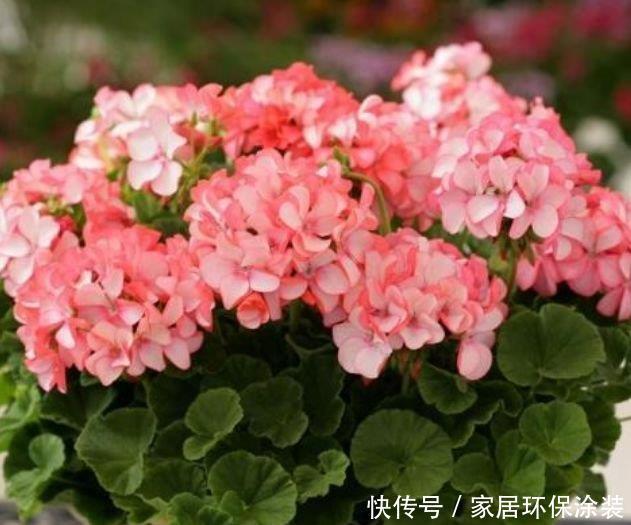 4种花很耐养,沾土就能活,有阳光就爆盆,给点水就疯长