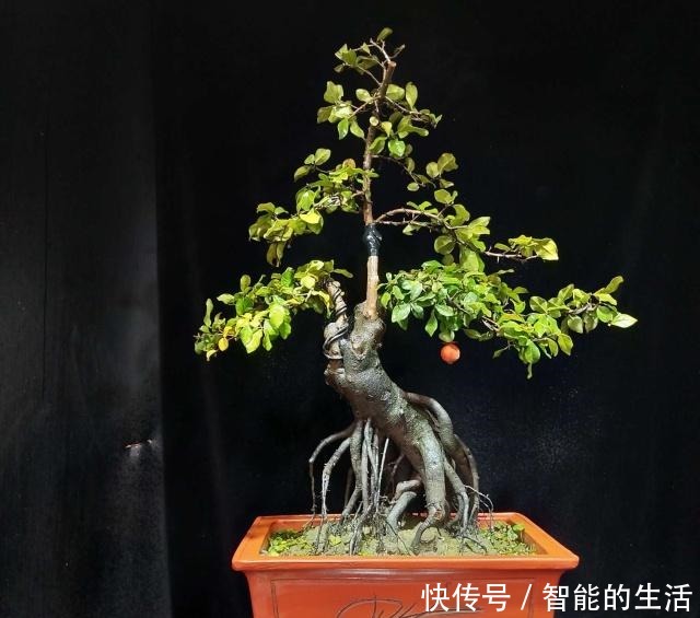 令人惊艳的国内花艺师盆景作品，平时很难见到，值得收藏与分享！