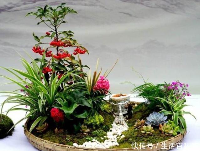 淘米水|在家浇花,别再用什么淘米水了,直接用“它”浇,比花肥还好用