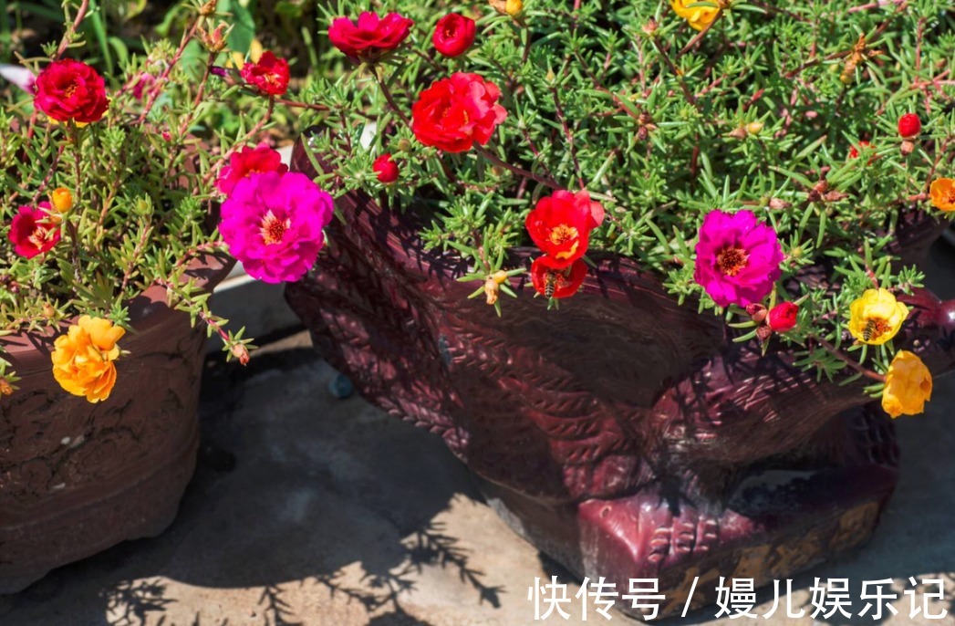 营养土|家庭养花:阳台盆栽此3款,漂亮好活,懒人最爱!