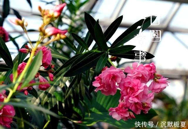 8种花“有毒”,你家可能就有一盆,养护需小心!