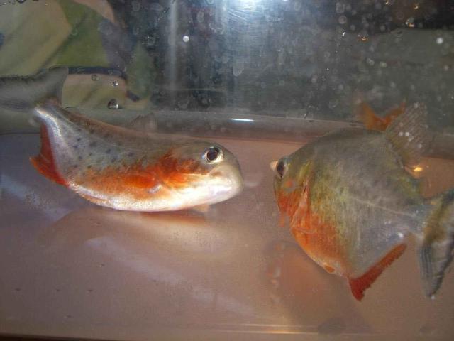 钓到鱼不认识钓友常问的几十种鱼盘点,老钓友都不超过5种