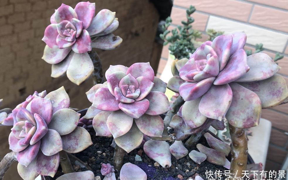 多肉叶面出现粘粘的东西?不要掉以轻心,极有可能是这四种原因