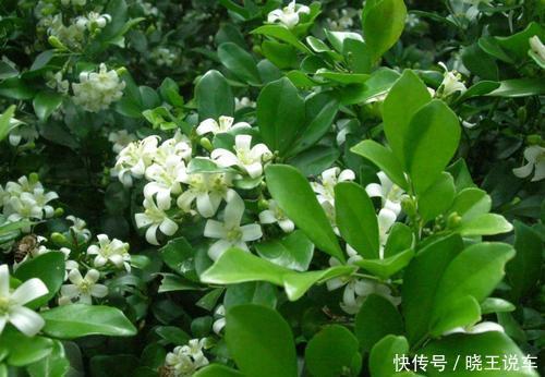 花卉|4种盆栽花卉,号称“香香公主”,家里养一盆,连香水都省了!