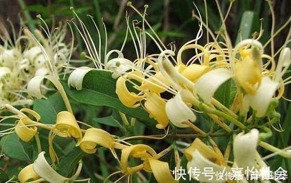 忍冬花|适合在卧室养的“4种花”,呼出氧气,净化空气,促进睡眠
