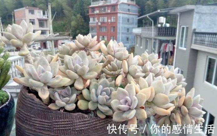 叶片|刚开始接触多肉选这“6种”,皮实耐养不易死,养出状态也很美!
