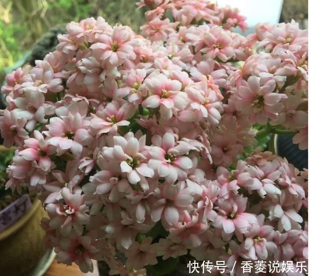 长寿|长寿花不长还黄叶用3法急救,轻松解决,爆成大花球