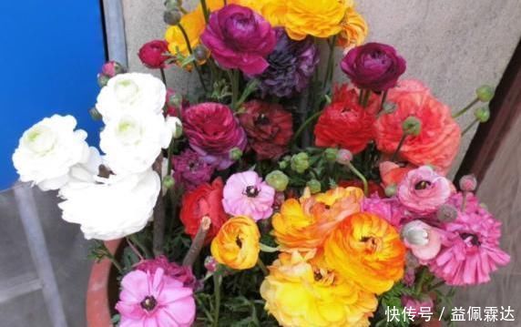 适宜|它叫洋牡丹、花毛茛,一次种植可多年赏花,适宜南北方新手盆栽