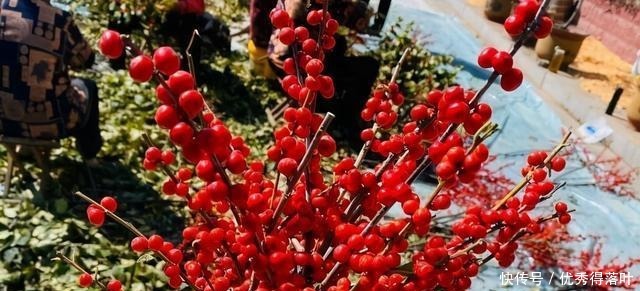 北美冬青红豆生“西国”,冬季挂满枝