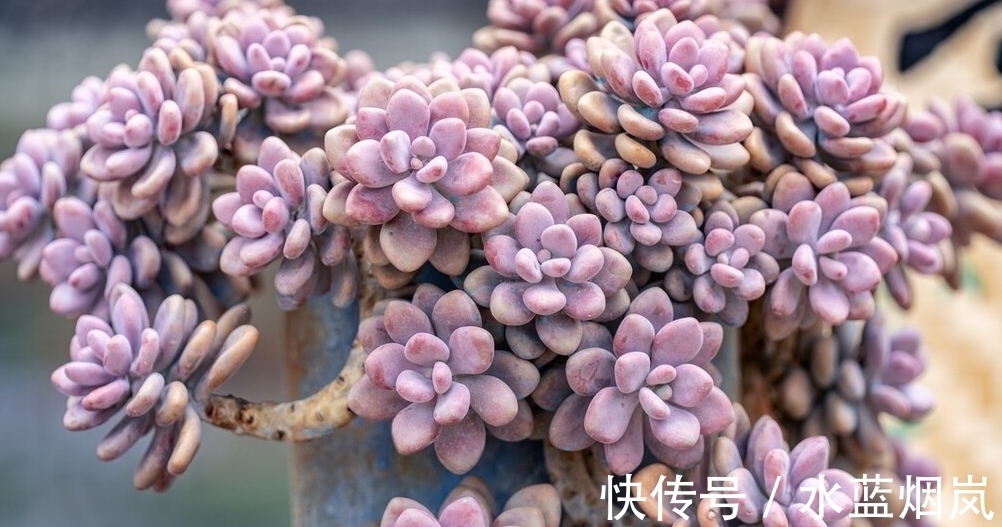 把多肉养成了菜色,怎样才能恢复成鲜艳的果冻色