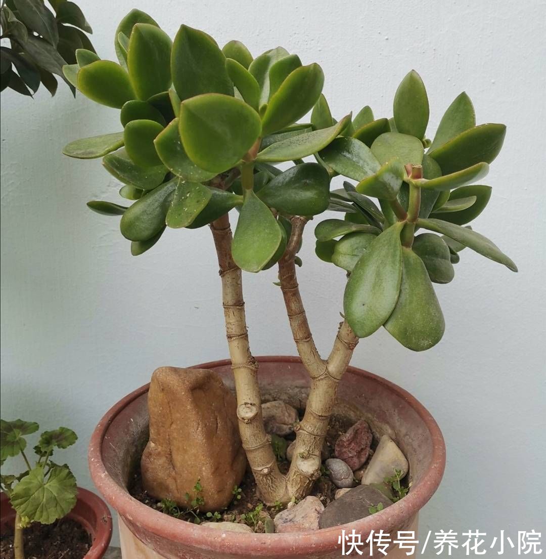 玉树|玉树开始生长，给它做好4件事，长得粗壮，养成老桩盆景