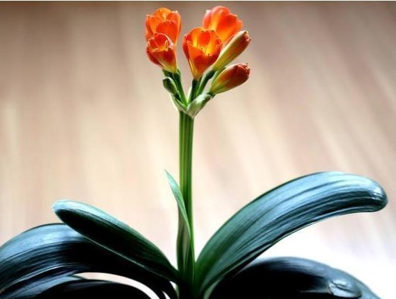 花盆|老婆不小心将“它”扔进花盆里,干瘪的君子兰,开花爆盆了