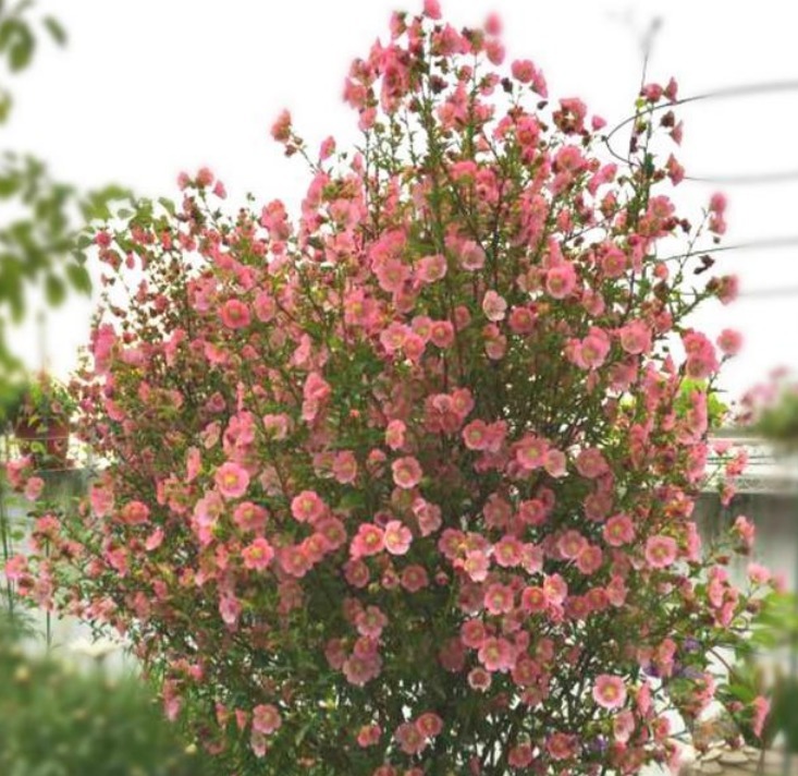 5种小众花,特别受大家喜爱,开花多、花期长,仙气十足!