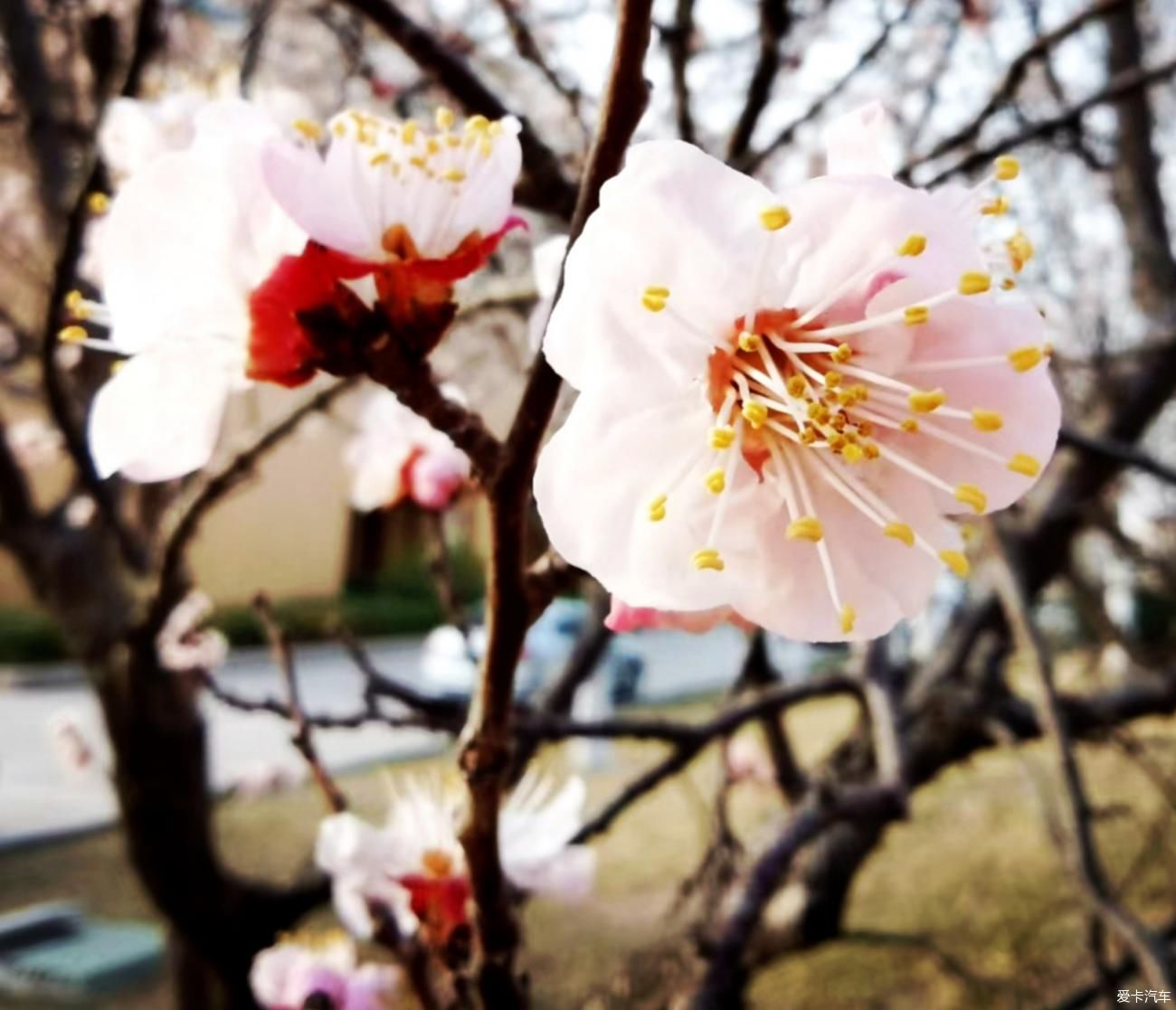 春来赏花忙，徘徊粉花乡。