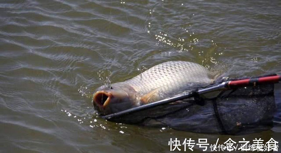 黑坑如何解决水底“酱层”问题的我提供3种方法