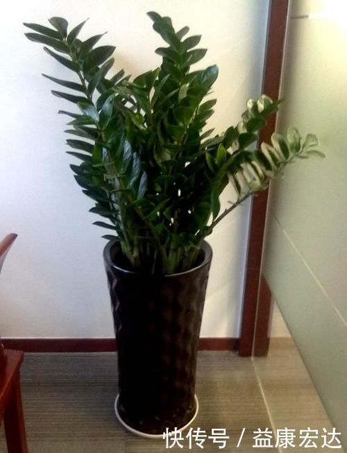 虎尾兰|客厅适合养的5种“耐旱花”,1个月不用浇水,反而爆盆!