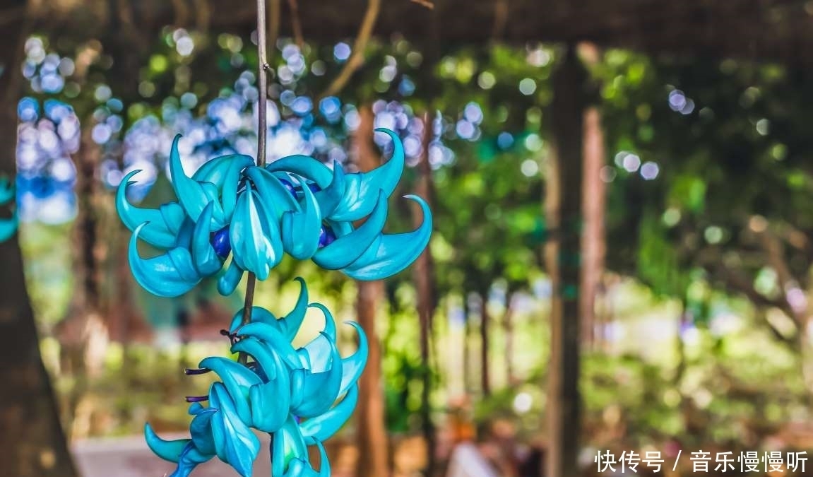 旅行看世界:地球上最稀有的9种花,它们生长在哪儿,您见过吗?