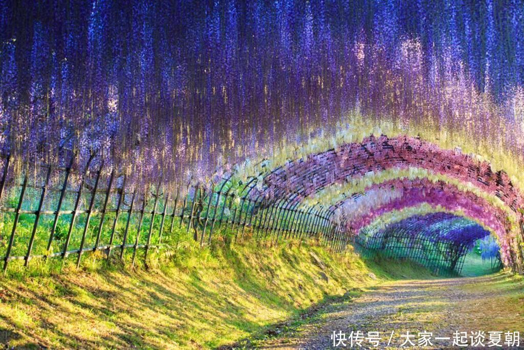 杜鹃花树|3棵很珍贵的“宝贝树”,一棵就生长在中国,价值超过1亿