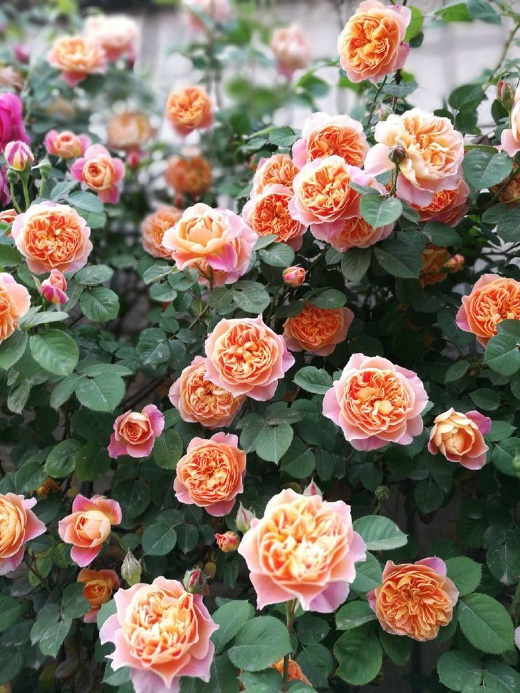 最漂亮的观花植物，气质不输牡丹花，花期达半年，是阳台盆栽佳品