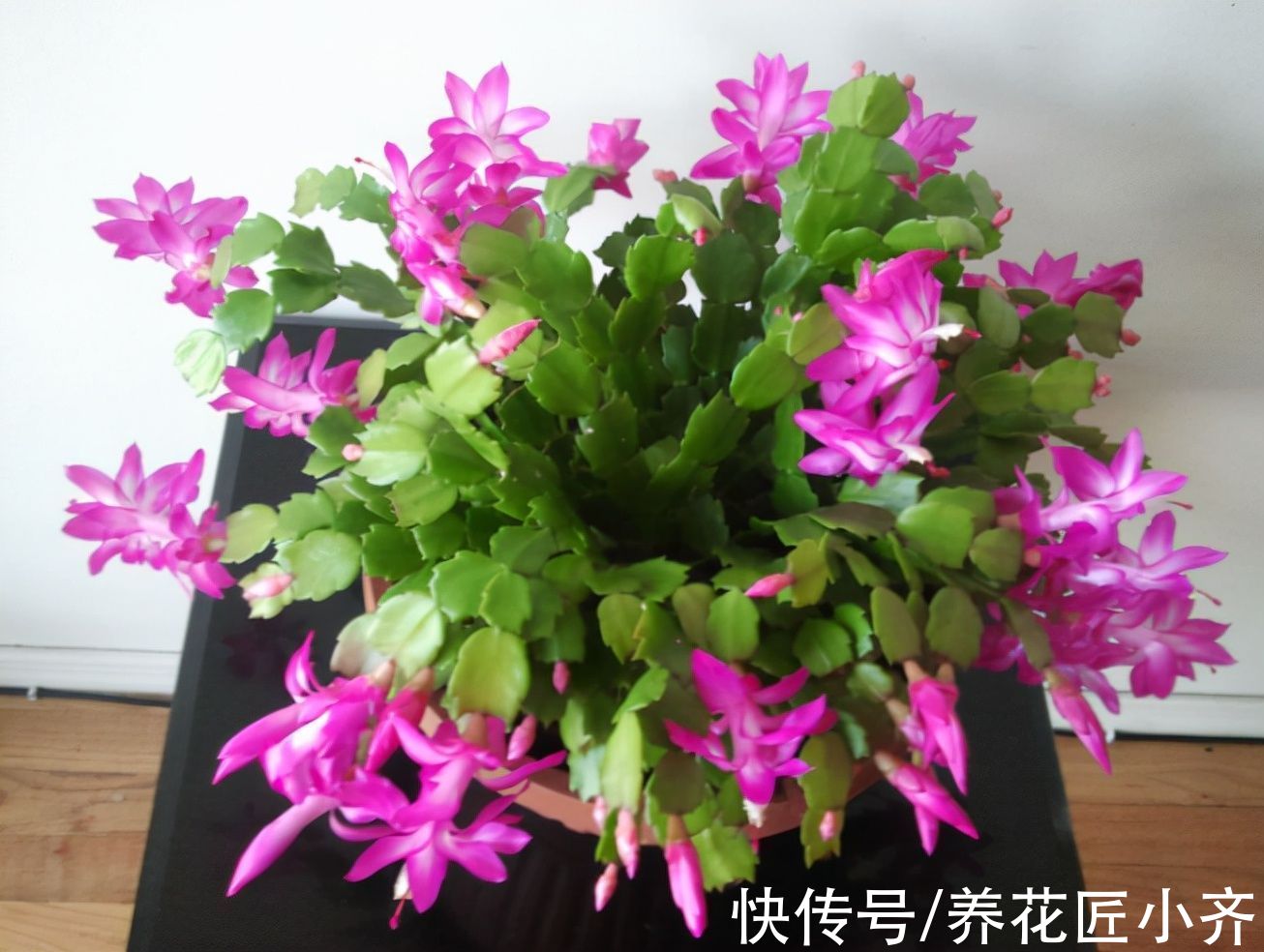 蟹爪兰又软又薄?避开2个“误区”,做1个“动作”,叶厚开花多