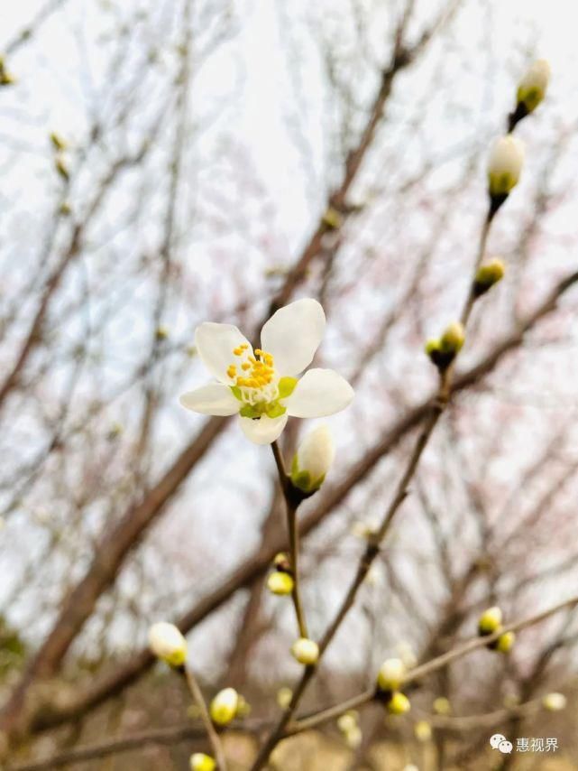 春花春雪春雨绝美春色，这样的易县，你见过吗？春分限定，速度