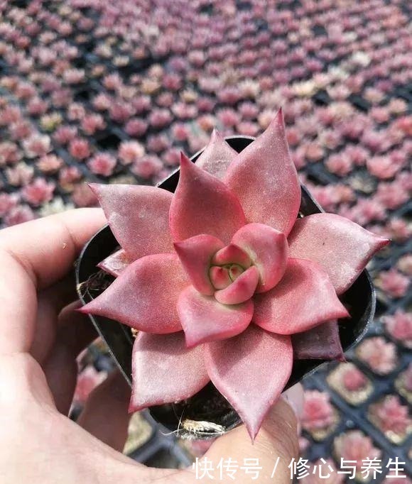 夏天|5种多肉“不好养”,新手不敢碰,老手养不好,看看你家有没有!