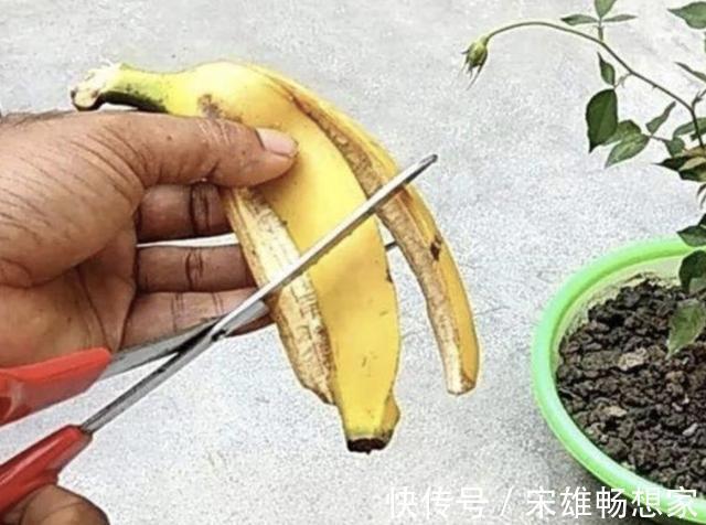 别给花卉用“营养剂”，此种“肥水”，营养多，2个月浇1次，旺盛