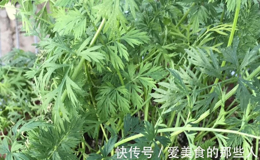 再也不用担心没地方种菜了只需一个花盆就能种出好吃的胡萝卜盆栽