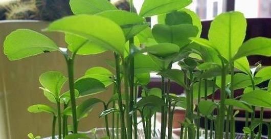 这3种“水果核”别扔,把它扔盆里,10天成盆栽,比花美10倍