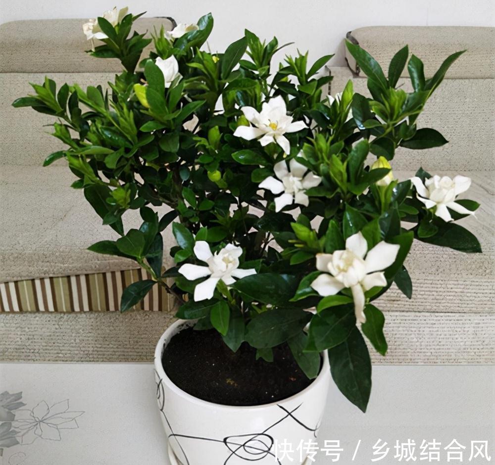 6种“小盆景”,越小越值钱,客厅养一盆,能香上几十年