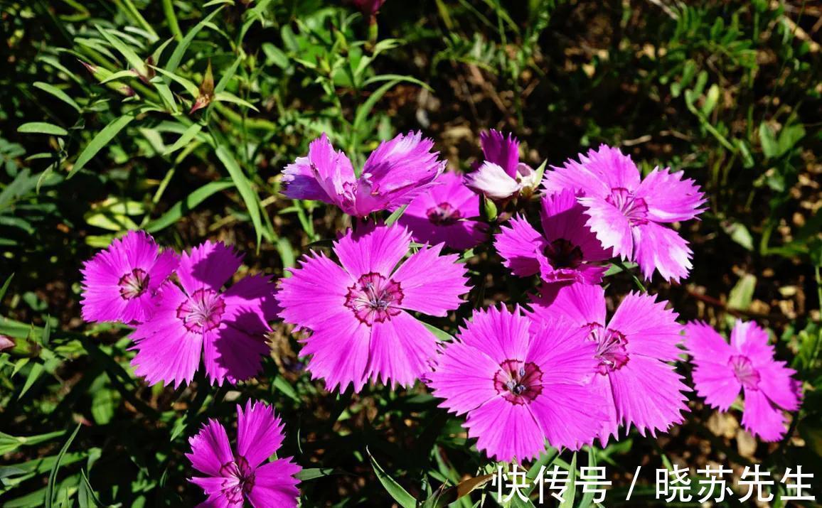 空气|冬季室内通风不好,就养3种养人花,个个都是清新空气小能手