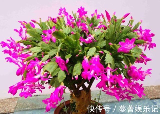春季|4种花被称为“夏必死”，没有大棚环境，新手春季最好不要买