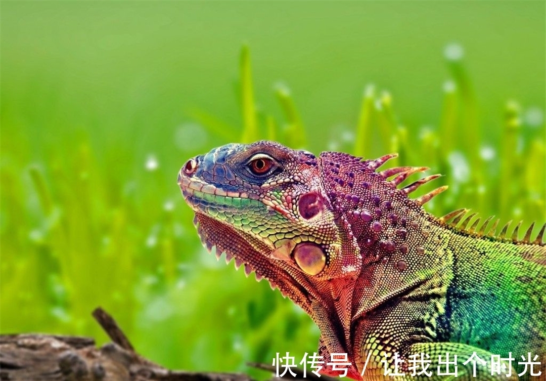 纳米晶体|变色不是为了“伪装”?而是交流和控制体温,动画片都是骗人的