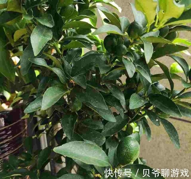 这些“年宵花”,现在开始养,过年就开花,红红火火,吉利喜庆