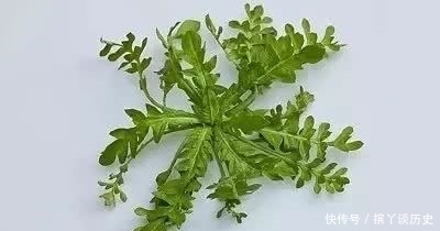 春荠菜|你吃过冬荠菜吗?据说比春天的还鲜嫩,最近成菜市场的新宠