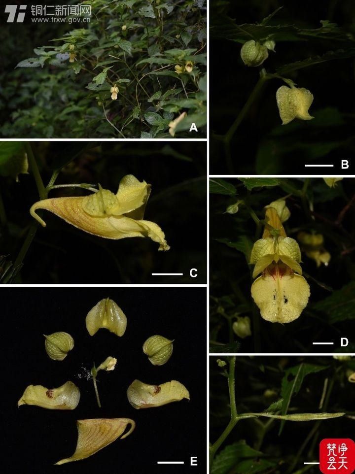 不得了 梵凈山又 上新 啦 中國熱點