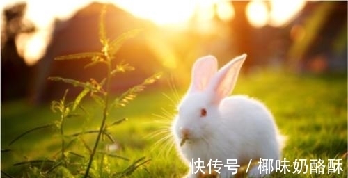小兔子|心理测试：选一只可爱的小兔子，测你是天使还是恶魔？