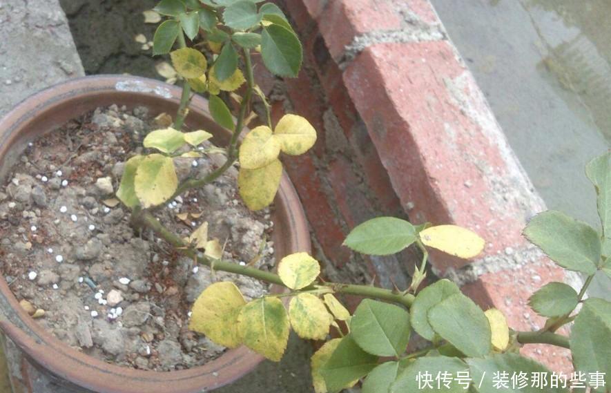  根系腐烂|快速解决栀子花、绿萝、吊兰、发财树烂根黄叶难题？1招搞定