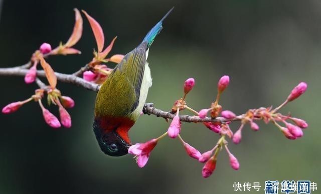 贵阳：冬樱花开引鸟来