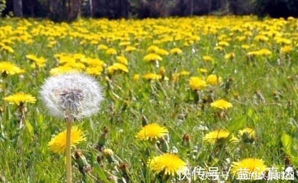 烦恼|提醒：路边看到此野草，一定要摘回家，解决大多数人的烦恼！