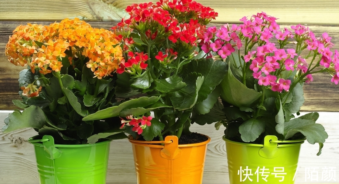 你的长寿花还没长花苞，这样做花苞蹭蹭往外冒